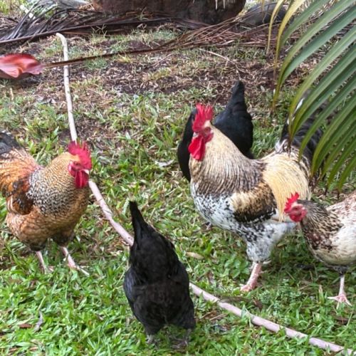 Six Roosters -  Chicken