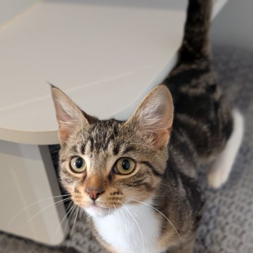 Hopper - Domestic Short Hair (DSH) Cat