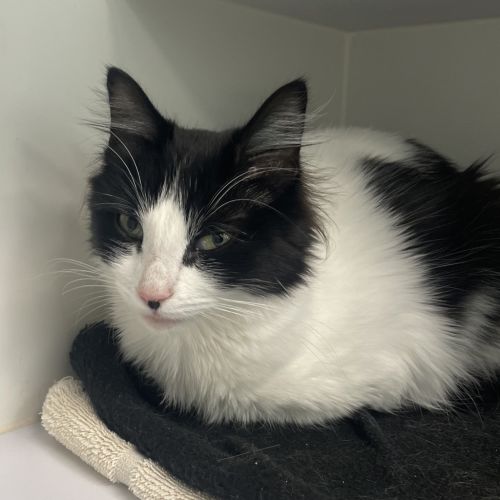 Lovey - Domestic Short Hair Cat