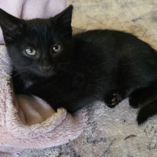 Nebula - Domestic Short Hair (DSH) Cat