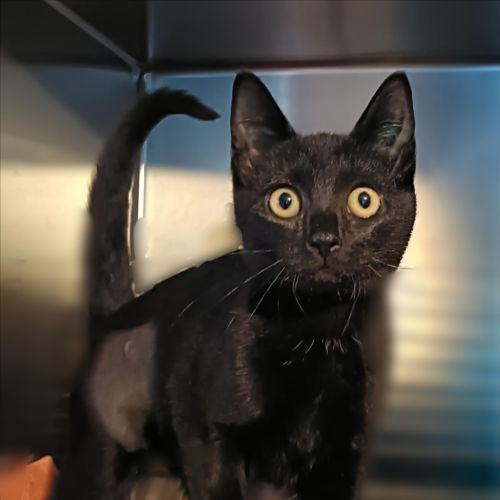 Callie - Domestic Short Hair Cat