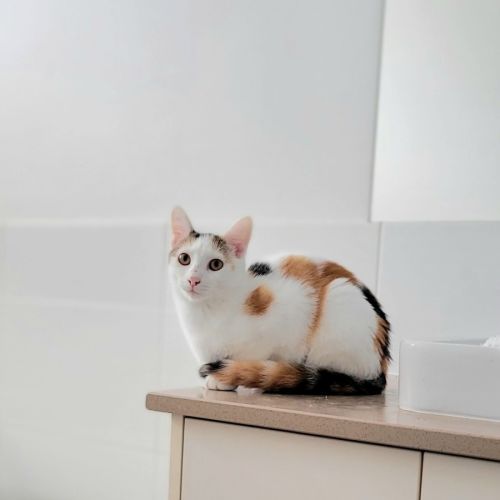 Sugar - Domestic Short Hair (DSH) Cat