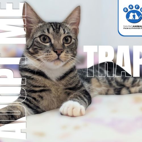 Trap - Domestic Short Hair (DSH) Cat