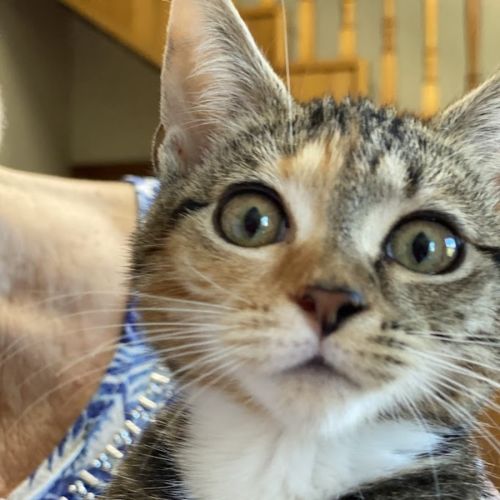 Ember - Domestic Short Hair (DSH) Cat