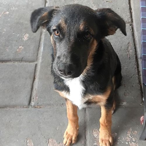 Bran - German Shepherd Dog x Border Collie Dog