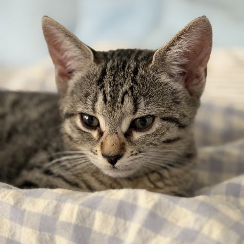 Comet - Domestic Short Hair (DSH) Cat