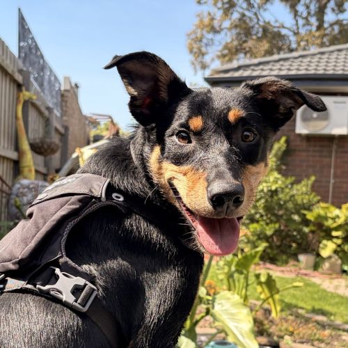 Tommy  - Kelpie Dog