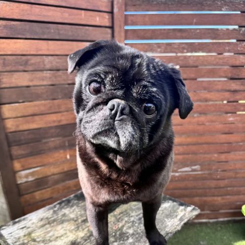 Baxter  - Pug Dog