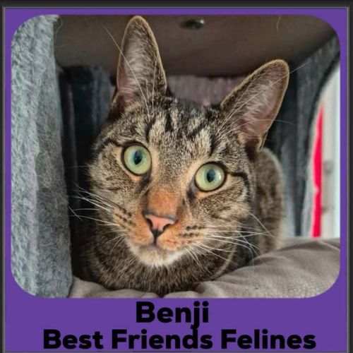 Benji  - Domestic Short Hair (DSH) Cat