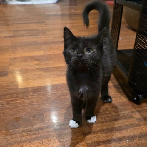 Toots - Domestic Medium Hair (DMH) Cat