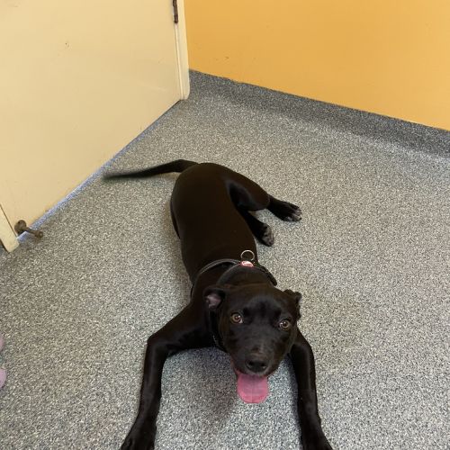 Indy - American Staffordshire Bull Terrier Dog