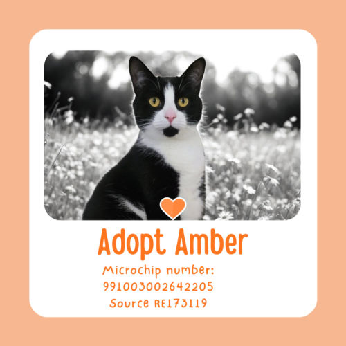 Amber - Domestic Short Hair (DSH) Cat