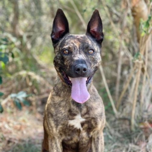 Roxie - Staffordshire Bull Terrier Dog