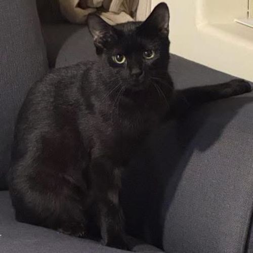 13984 - Michelle - Domestic Short Hair (DSH) Cat