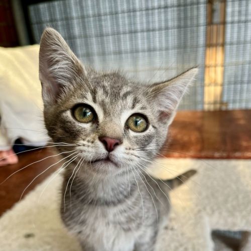 Athos - Domestic Short Hair (DSH) Cat