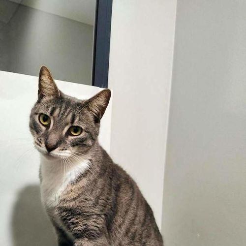 Grey - Domestic Short Hair (DSH) Cat