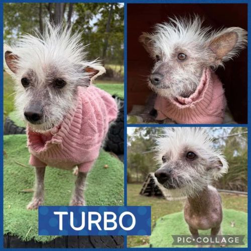 Turbo - Chinese Crested Dog