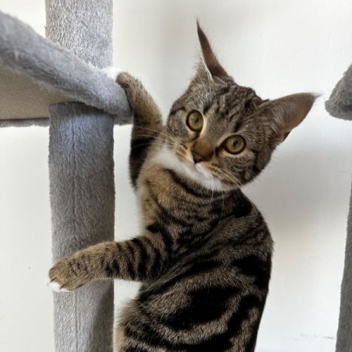 Angelette - Domestic Short Hair (DSH) Cat
