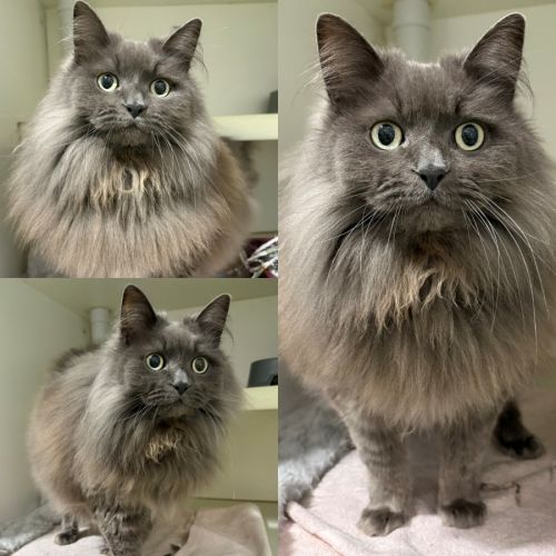 Indy - Domestic Long Hair (DLH) Cat