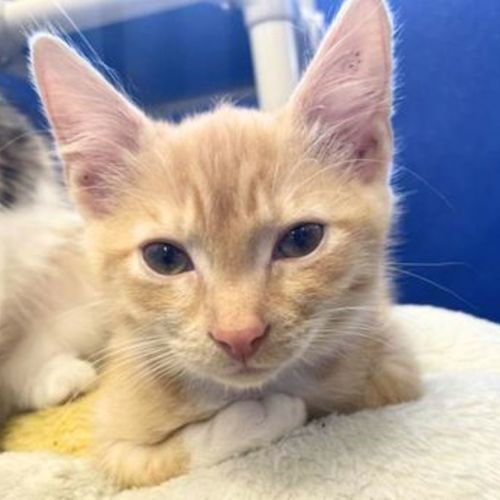 Rooey - Domestic Short Hair Cat