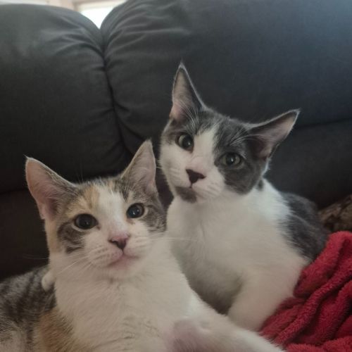 Cassidy / Cooper - Domestic Short Hair (DSH) Cat