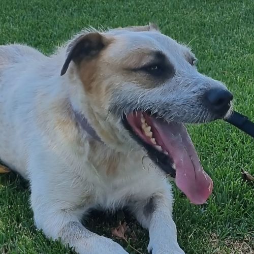 Macie - Australian Cattle Dog