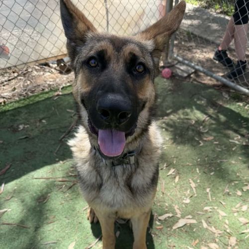 Chico  - German Shepherd Dog