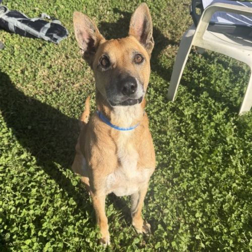Stanley imp 1350 - Australian Kelpie Dog