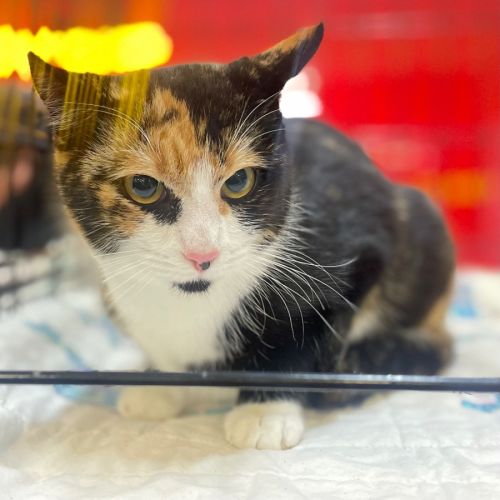 Julia - Domestic Short Hair (DSH) Cat
