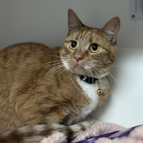 Rose  - Domestic Short Hair Cat