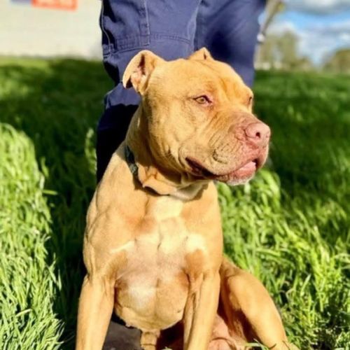 Supré - American Staffordshire Terrier Dog