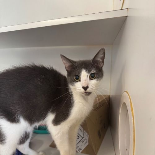 Erin Hunter - Domestic Short Hair (DSH) Cat