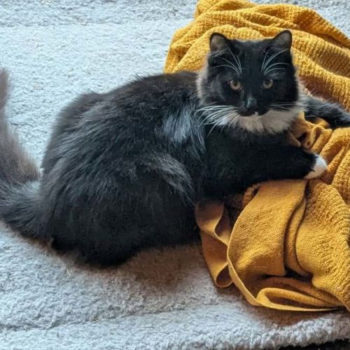 Opal *9 Lives Project Rescue* - Domestic Short Hair (DSH) Cat