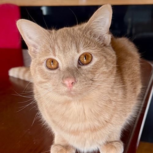 Clays Prophecy - Domestic Short Hair (DSH) Cat