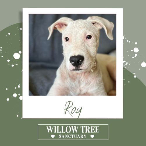 Ray - Irish Wolfhound Dog