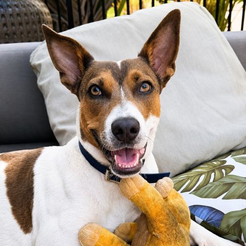 Indi - Mixed breed Dog