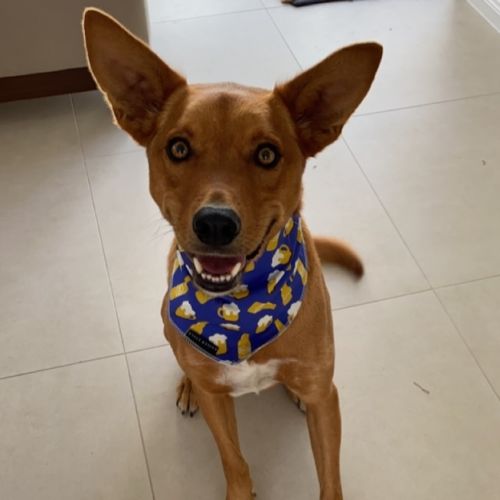 Ted - Australian Kelpie Dog
