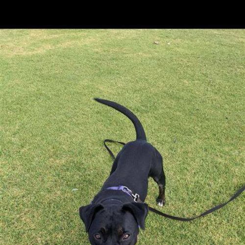 Lockie - American Staffordshire Terrier Dog