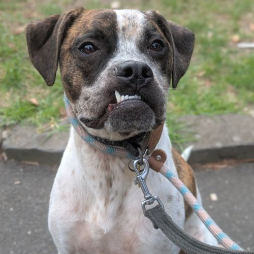 Stevie - American Staffordshire Terrier Dog