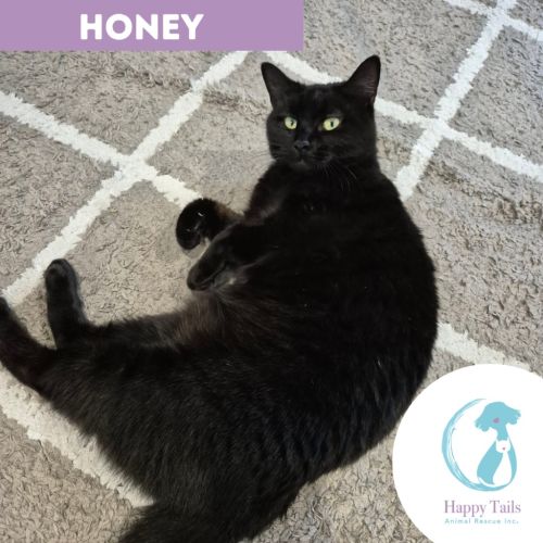 Honey - Domestic Short Hair (DSH) Cat