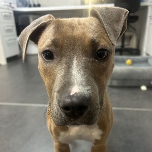 Hank - Bull Mastiff x American Staffordshire Terrier Dog