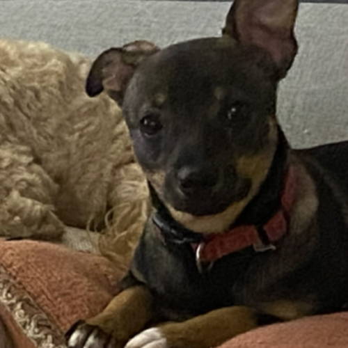 Paisley - Australian Kelpie Dog