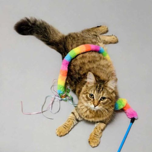 Cinnamon  - Domestic Medium Hair (DMH) Cat