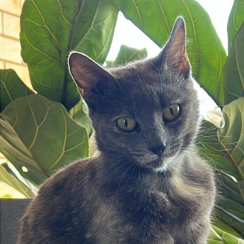 Autumn - Domestic Medium Hair (DMH) Cat