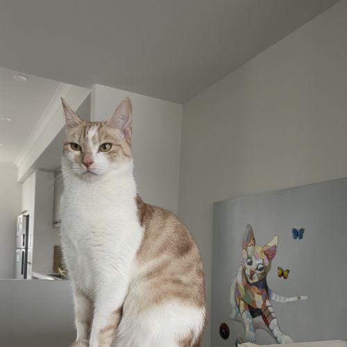 Freja - Domestic Short Hair (DSH) Cat