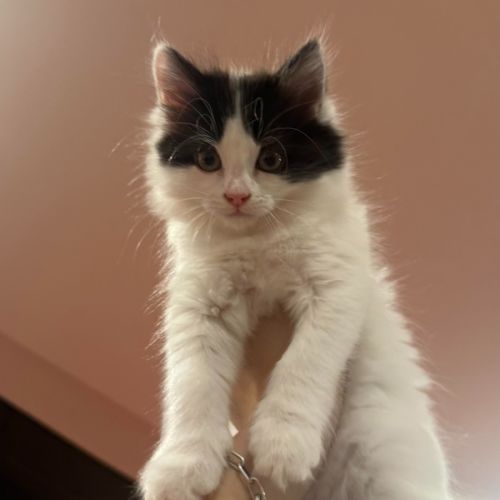 Remi - Domestic Short Hair (DSH) Cat