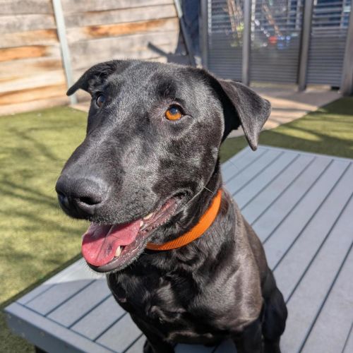 Prince - Bull Terrier x Labrador Dog
