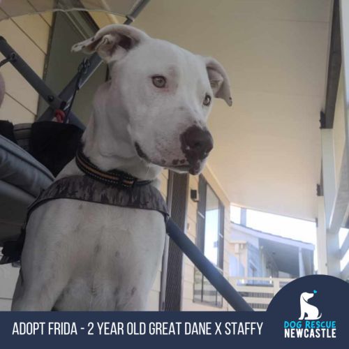 Frida - Great Dane x American Staffordshire Terrier Dog