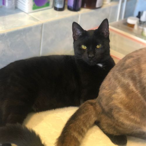 Mr. Jack Black - Domestic Short Hair (DSH) Cat