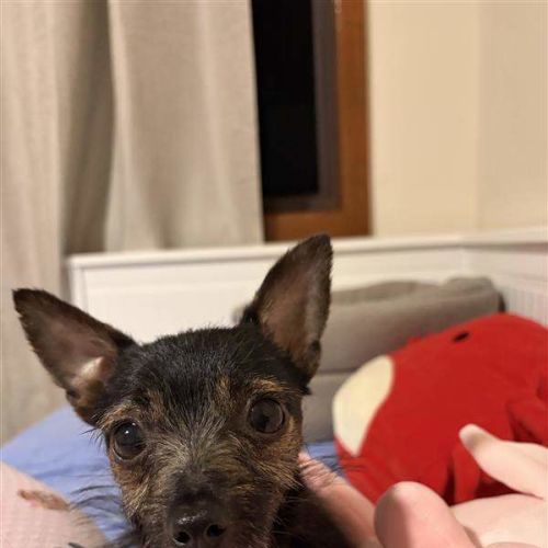 Taquito - Chihuahua (Long Coat) Dog